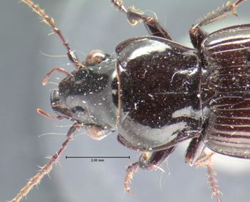 Media type: image;   Entomology 5644 Aspect: pronotum dorsal